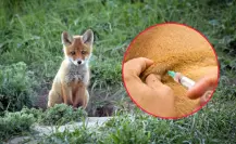 ¿Qué animales endémicos de Durango transmiten la rabia? Esto dicen expertos