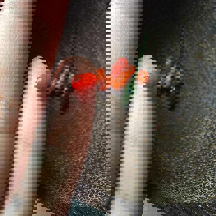 imagen-cuerpo