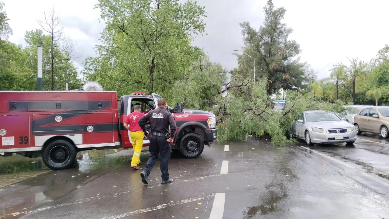 Cae árbol en el paseo de las alamedas. Foto: Especial.