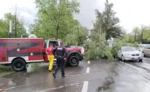 Cae árbol sobre dos autos en el bulevar Dolores del Río de Durango