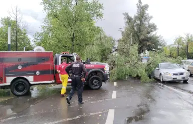 Cae árbol sobre dos autos en el bulevar Dolores del Río de Durango