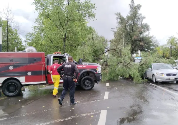 Cae árbol sobre dos autos en el bulevar Dolores del Río de Durango