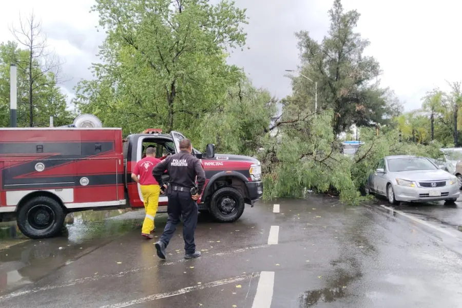 Cae árbol sobre dos autos en el bulevar Dolores del Río de Durango