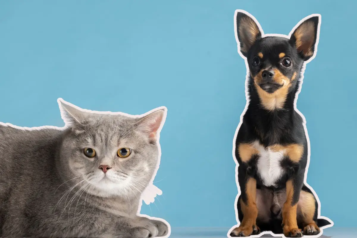 El Gobierno de Monterrey anunció la realización de una brigada de salud destinada a perros y gatos. Foto CANVA