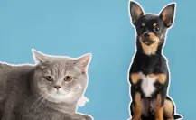 Monterrey organiza brigada de salud gratuita para el cuidado de perros y gatos