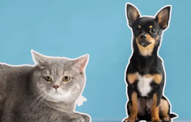 Monterrey organiza brigada de salud gratuita para el cuidado de perros y gatos