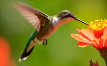 Esta es la superstición en Tamaulipas cuando se ve a un colibrí