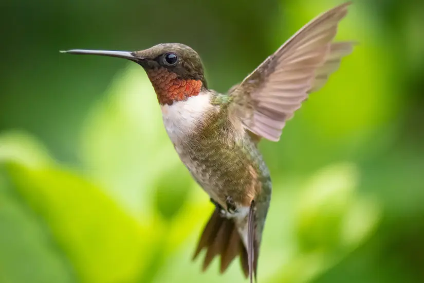 Colibrí (Trochilidae). Foto: Freepik 