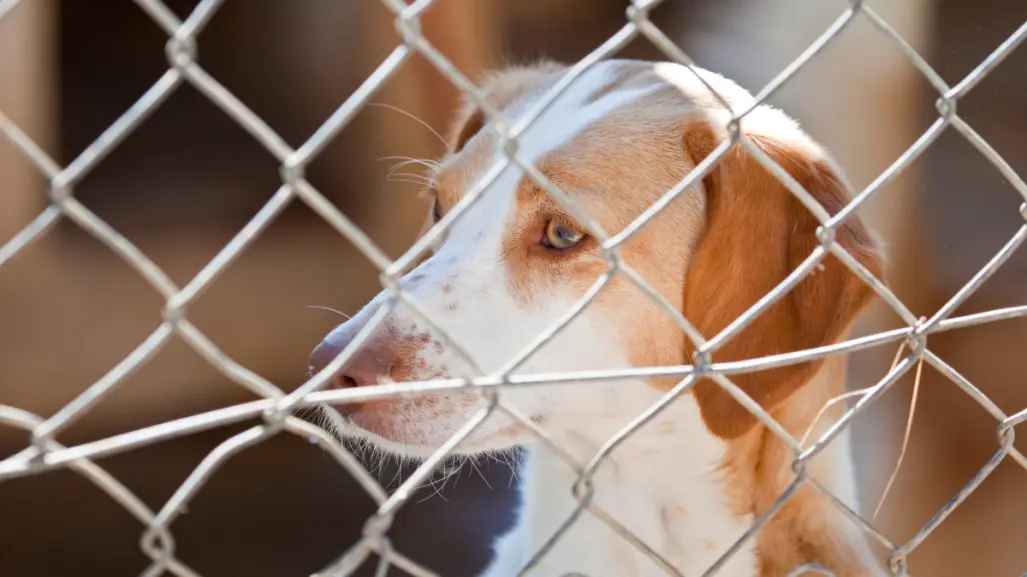 Esto provoca el abandono emocional en los perros, según la UNAM