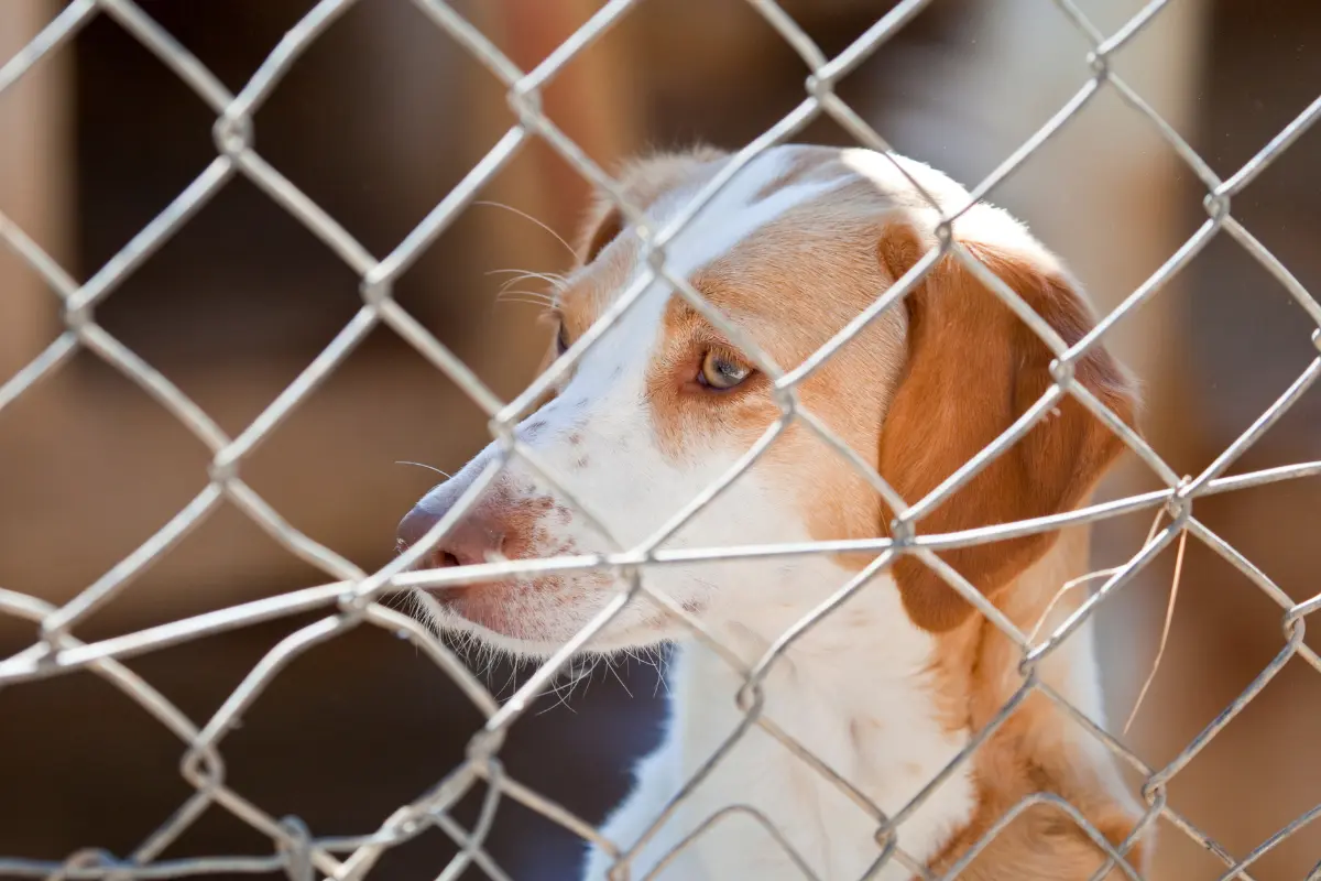 En México, un porcentaje significativo de mascotas ha alcanzado la edad avanzada, lo que plantea nuevas necesidades para sus dueños. Foto: Canva