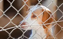 Esto provoca el abandono emocional en los perros, según la UNAM