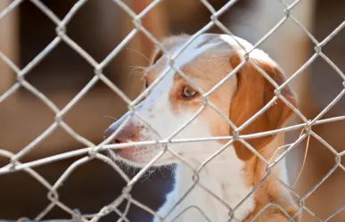 Esto provoca el abandono emocional en los perros, según la UNAM