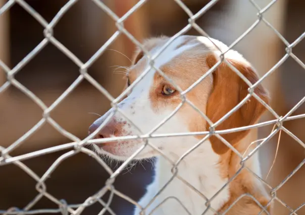 Esto provoca el abandono emocional en los perros, según la UNAM