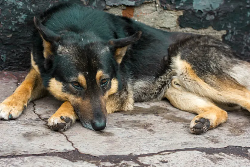 La preocupación por la salud de las mascotas ancianas va en aumento entre los dueños en México, donde el 27% son mayores. Foto: Canva