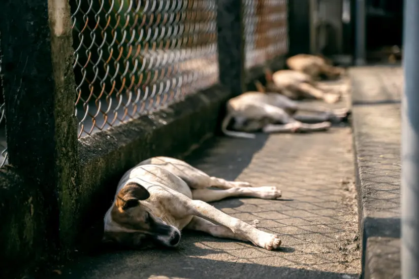 Con más de una cuarta parte de las mascotas en México consideradas ancianas, la atención a su bienestar es esencial. Foto: Canva