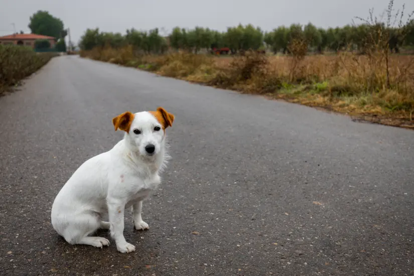 El aumento en la población de mascotas mayores en México destaca la importancia de adaptarse a sus necesidades cambiantes. Foto: Canva