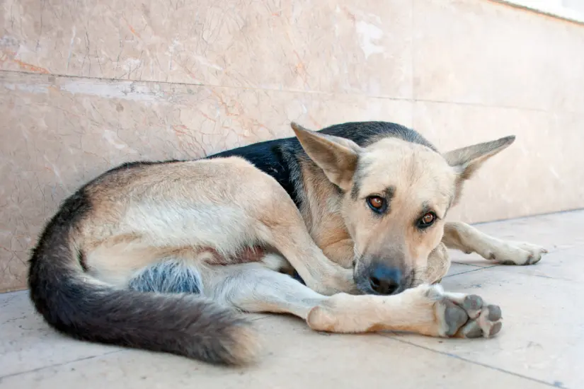 El envejecimiento de las mascotas es un fenómeno creciente, reflejando cómo cuidamos a nuestros compañeros en México. Foto: Canva