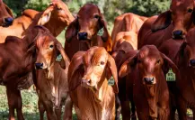 Tamaulipas continua sin gusano barrenador en su ganado, pero siguen sin exportar a Estados Unidos