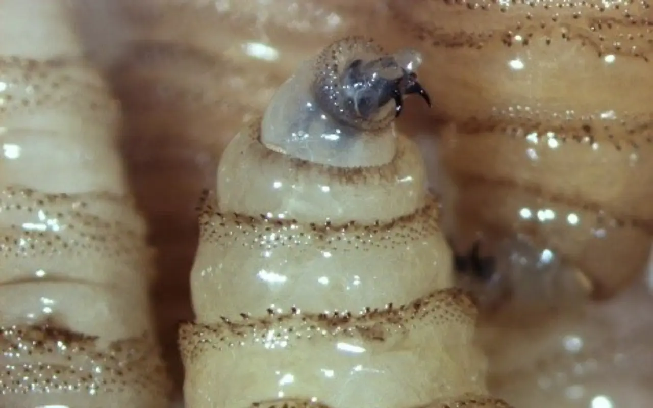 Larva de gusano barrenador de ganado. Foto: Gobierno de México