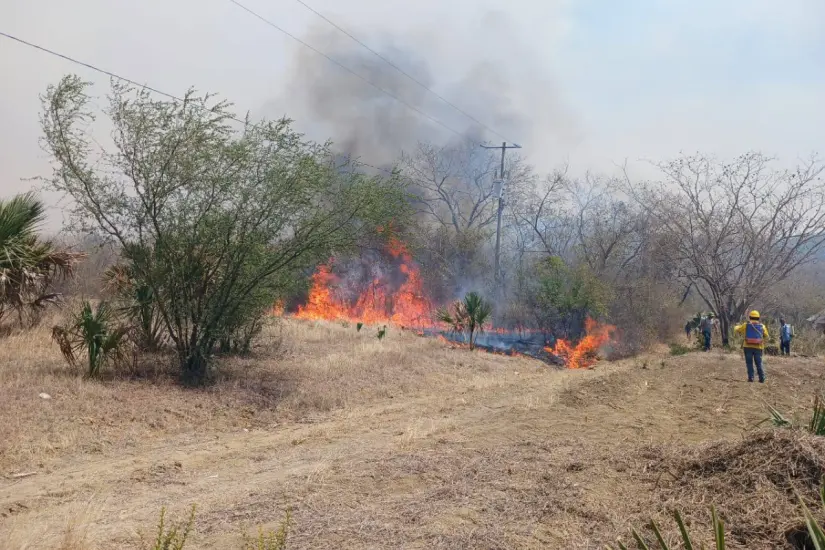 La mayoría de los incendios registrados este año corresponden a vegetación baja u hojarasca, es decir, desechos vegetales. Foto: Ramón Sánchez