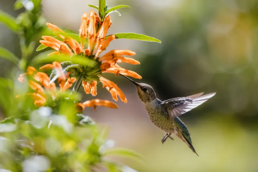 El avistamiento de un colibrí es relacionado con presagios de buena suerte, mensajeros del más allá y protección. Foto: Freepik 