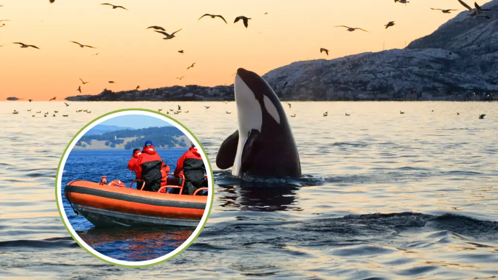 Nado con orcas en Baja California Sur genera preocupación por acoso a los animales