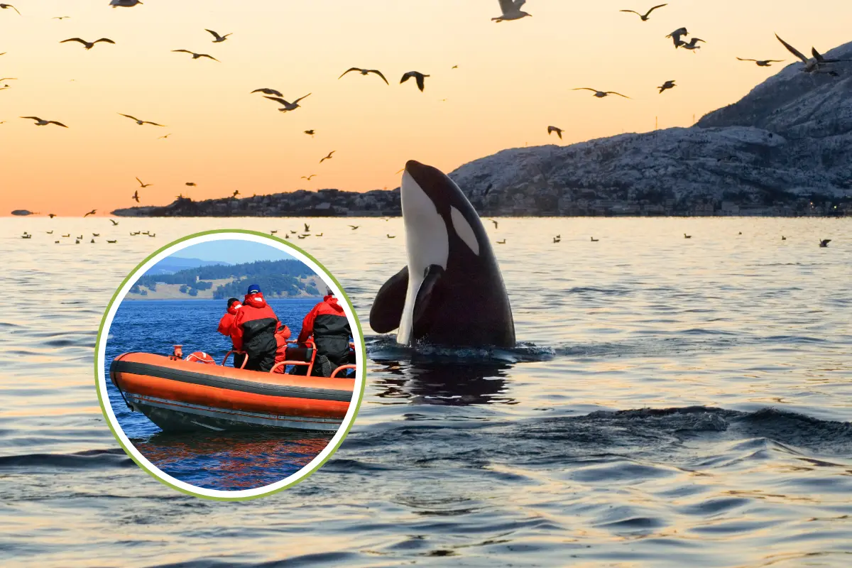 El Plan de Manejo Tipo para el nado con orcas desató un intenso debate: mientras algunos celebran la regulación de una actividad que ha ganado popularidad, otros advierten sobre los riesgos ecológicos y sociales que conlleva. Foto: Canva.
