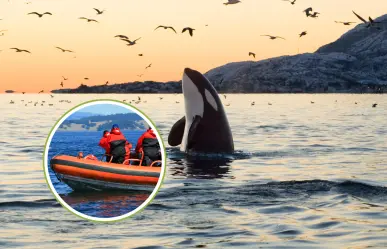 Nado con orcas en Baja California Sur genera preocupación por acoso a los animales