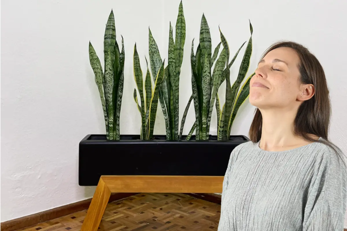 La lengua de suegra es una planta infaltable en casa, tanto al interior como exterior. Foto: Canva | plantita.mx