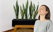 ¿Por qué todos recomiendan tener lengua de suegra en casa? Esto dicen los expertos