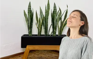 ¿Por qué todos recomiendan tener lengua de suegra en casa? Esto dicen los expertos