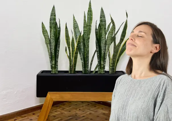 ¿Por qué todos recomiendan tener lengua de suegra en casa? Esto dicen los expertos