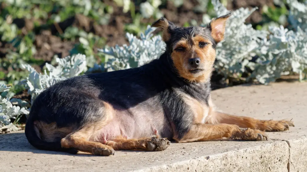 7 señales para saber si tu perro es anciano, según estudio