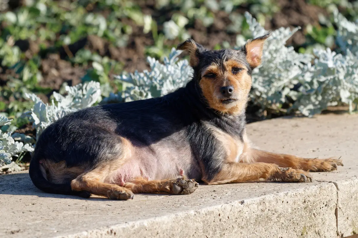 Identificar las características del envejecimiento en perros es vital para su cuidado y asegurar su bienestar en la tercera edad. Foto: Canva