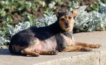 7 señales para saber si tu perro es anciano, según estudio