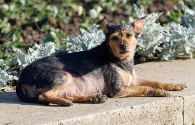 7 señales para saber si tu perro es anciano, según estudio