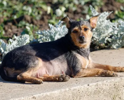 7 señales para saber si tu perro es anciano, según estudio