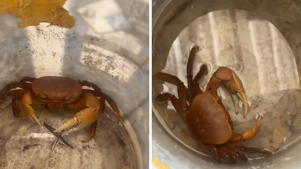 Estos cangrejos no son nada comunes en las playas de Yucatán Fotos: Animayuks