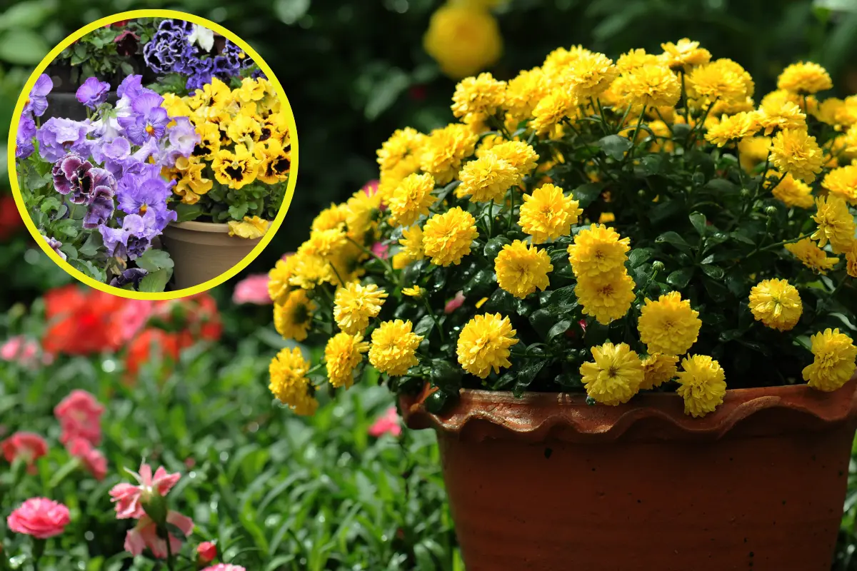 Dile adiós al verano con plantas resistan las bajas temperaturas y que darán vida a tu casa en otoño. Foto: Canva