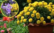 Dile adiós al verano con estas 3 plantas que darán vida a tu casa en otoño