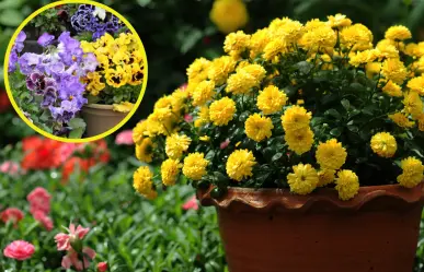 Dile adiós al verano con estas 3 plantas que darán vida a tu casa en otoño