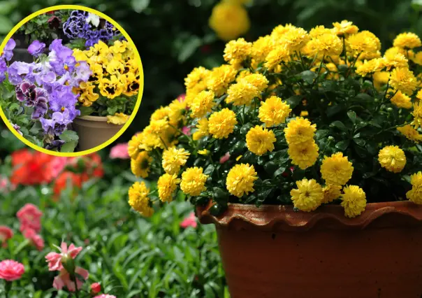 Dile adiós al verano con estas 3 plantas que darán vida a tu casa en otoño