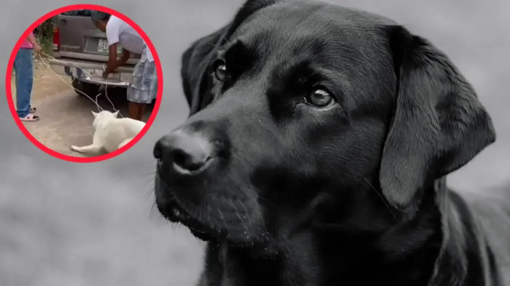 ¿Ocurrió en Lerdo? Indigna caso de violencia contra una mascota captado en video