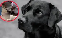 ¿Ocurrió en Lerdo? Indigna caso de violencia contra una mascota captado en video