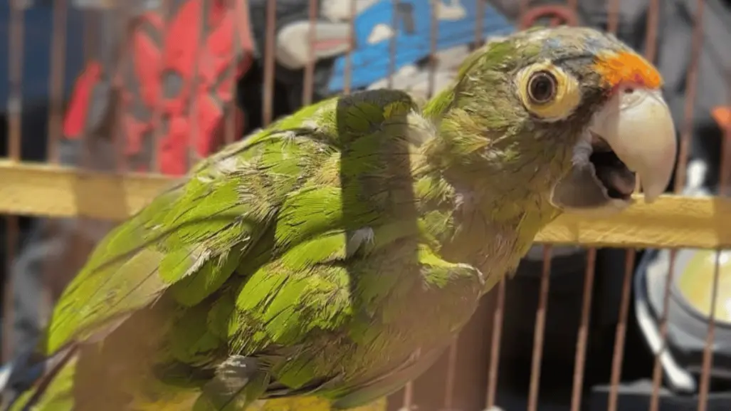 Guardia Forestal asegura pericos en Monterrey