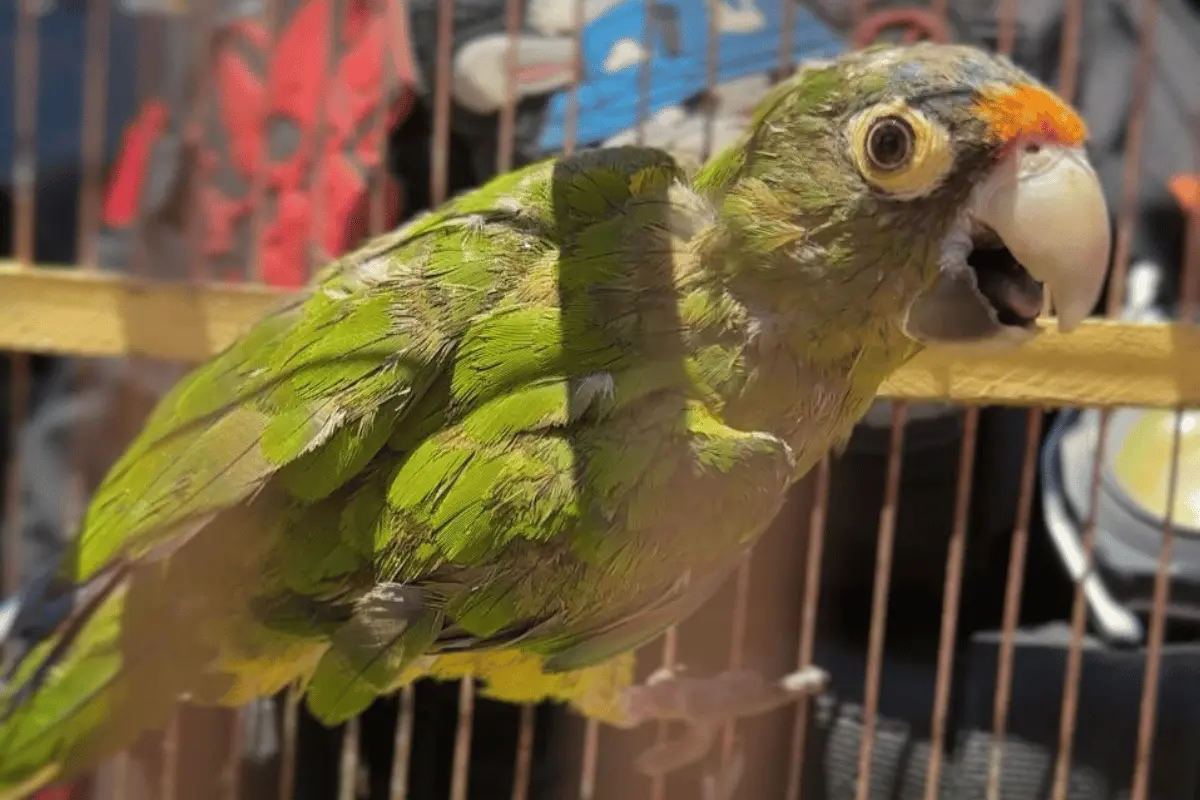 Con este operativo, las autoridades reafirman su compromiso de proteger la vida silvestre y frenar el tráfico ilegal de especies en la entidad. Foto: Guardia Forestal.