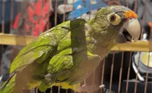 Guardia Forestal asegura pericos en Monterrey Guardia Forestal asegura pericos en Monterrey