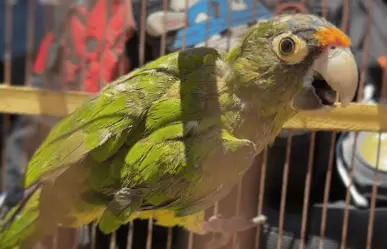 Guardia Forestal asegura pericos en Monterrey
