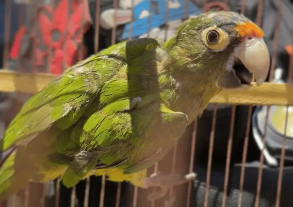 Guardia Forestal asegura pericos en Monterrey