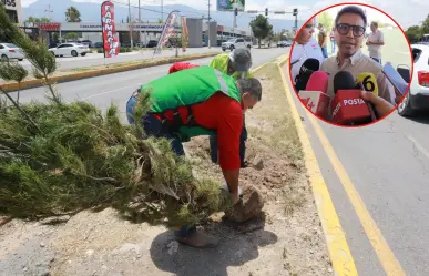 Plantarán el árbol 10 mil del 2025 en Saltillo; avanza reforestación